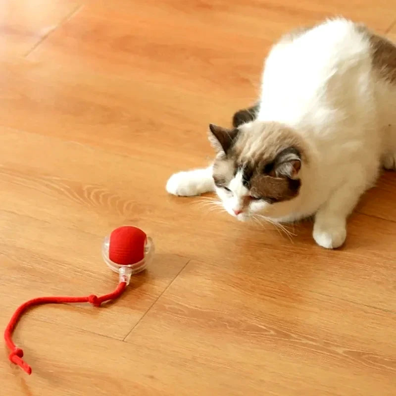 New Cat Interactive Ball Toy,Automatic Rolling Cat Ball Rechargeable,Smart Kitten Interactive Toy,Intelligent Balls Toy for Cat